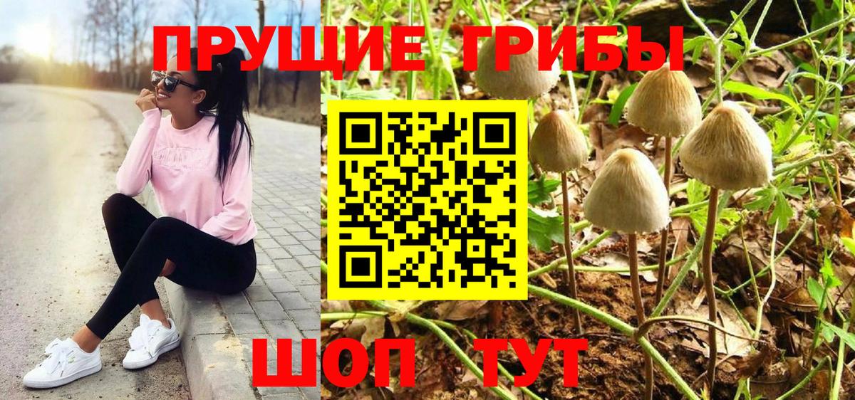 Алапаевск  хочу   Вход с VPN  Псилоцибиновые грибы Psilocybine cubensis 